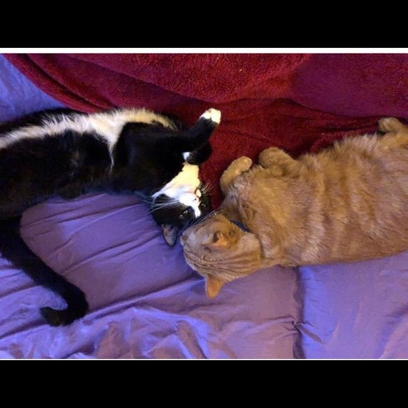 Meet your Posher, Julie - Picture 9 of 9